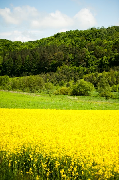 Yellow rapeseed fields