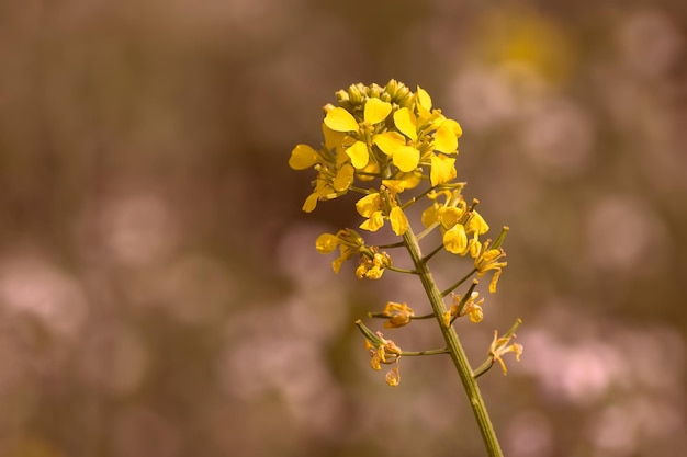 yellow rapeseed flower in the field closeup