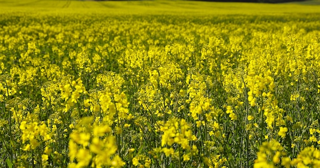 Photo yellow rapeseed flowers on a blue sky background