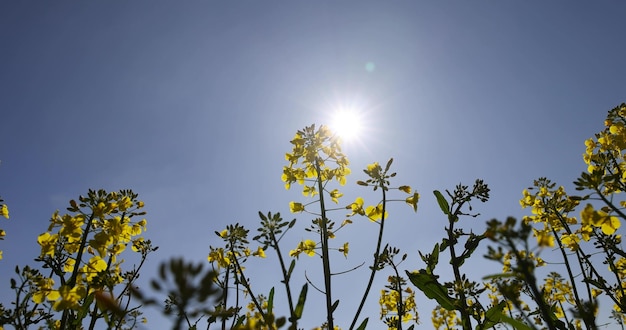 青い空の背景の黄色いラップシードの花