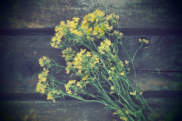 Yellow rapeseed flowers collected in a bunch or bouquet on wooden background Wildflowers are arranged neatly on the table Copy space and still life Free space for text Brassica napus Cabbageaceae