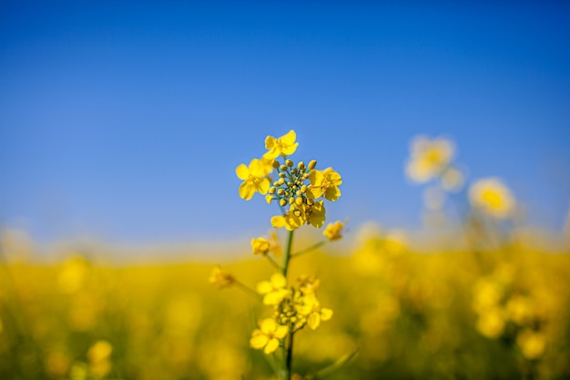 青い空を背景に畑に黄色い菜の花。黄色の菜種の花、菜の花、コルザ、