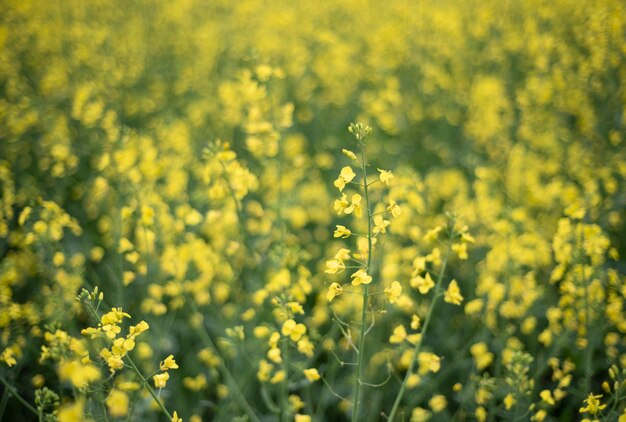 Yellow rapeseed flowers on field.  Blooming field of yellow rapeseed