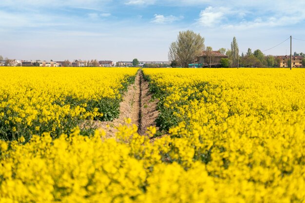 Yellow rapeseed flowers field in full bloom modena italy