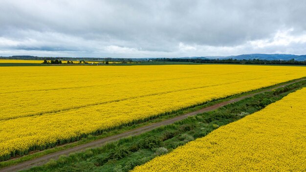 Yellow raps field aerial drone view top view