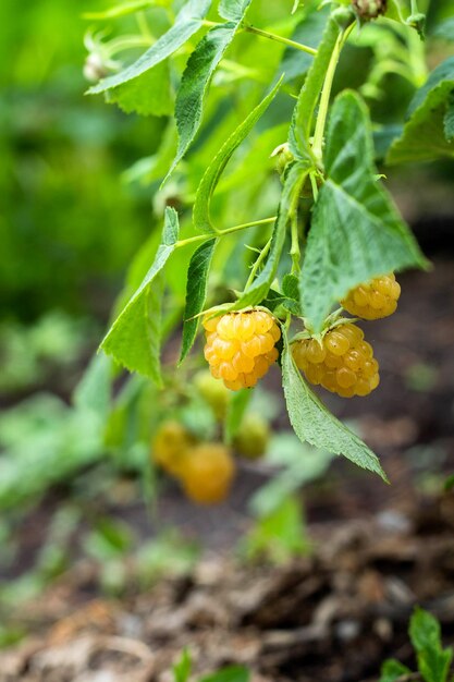 Yellow raspberry on the branch