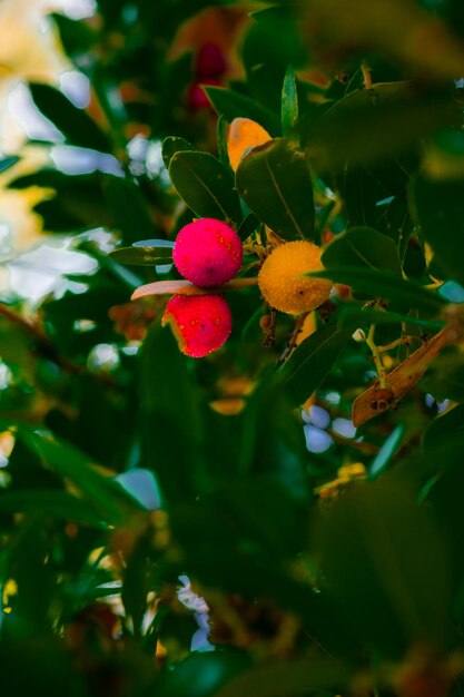 Yellow and red autumn fruits bloom in the Retiro Park in Madrid Spain