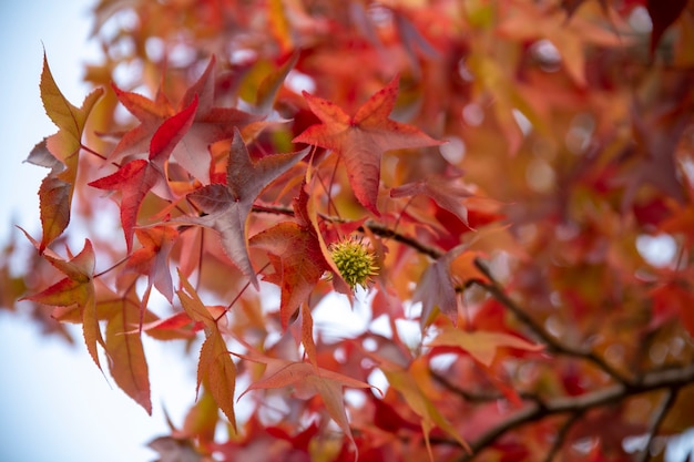 Yellow and red autumn leaves on a branch