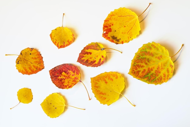 黄色と赤の秋の葉は白い背景に平らに並びます