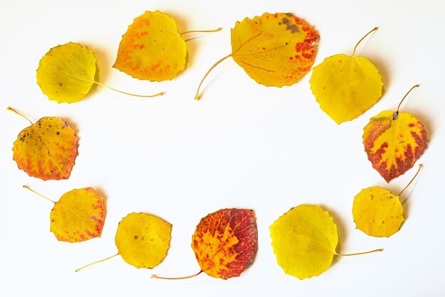 Yellow and red autumn leaves flat lay composition on a white background