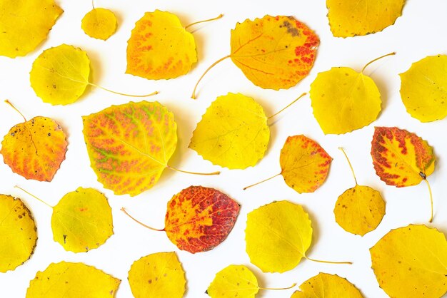 Photo yellow and red autumn leaves flat lay composition on a white background