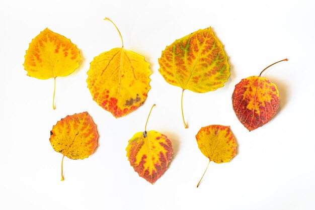 Yellow and red autumn leaves flat lay composition on a white background