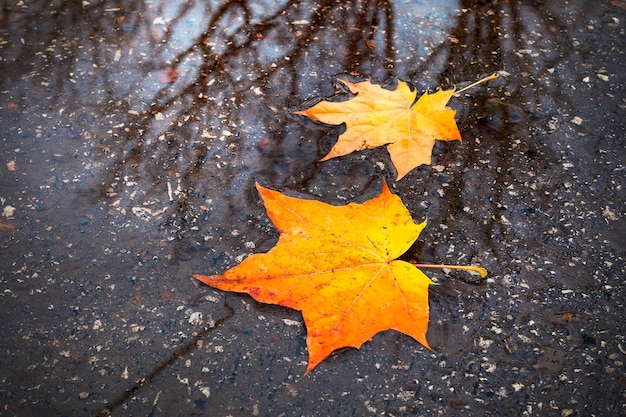 Yellow, red autumn leaves in a puddle. The reflection of the sky and trees.