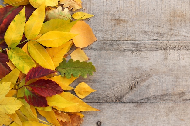 Yellow and red autumn leaves