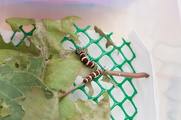 Yellow, red, black striped caterpillars eating leaves in a pet box, on a table in the house, taken from above.