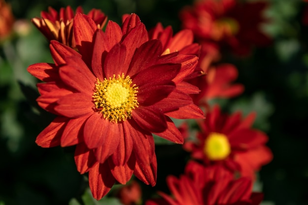 The yellow and red chrysanthemums in the park are in bloom