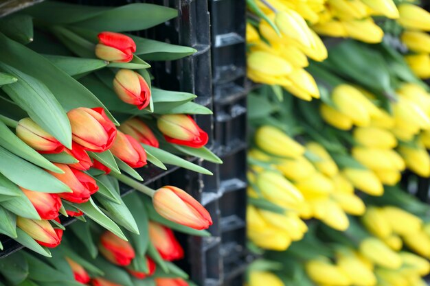 Yellow and red cut tulips in boxes