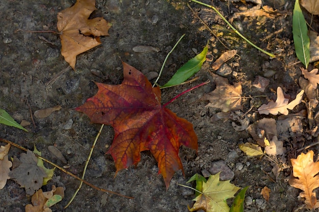 秋の紅葉背景カエデの葉の地面に黄色の赤い乾燥葉