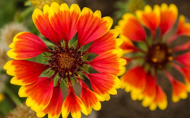 a yellow and red flower with a red center