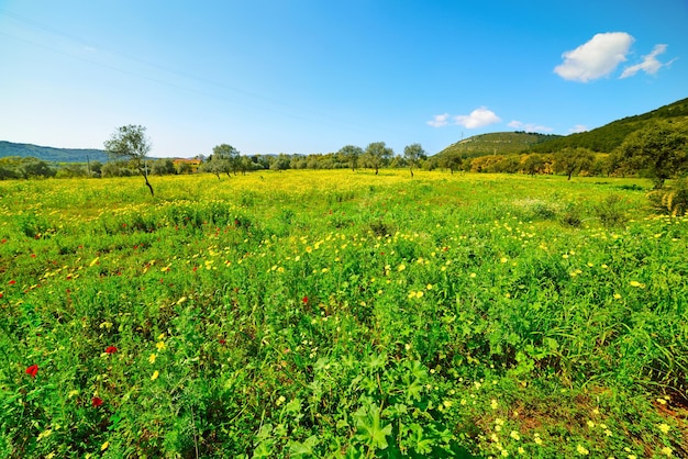 Yellow and red flowers in a green field in the springtime