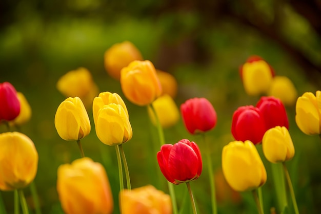 Yellow and red flowers