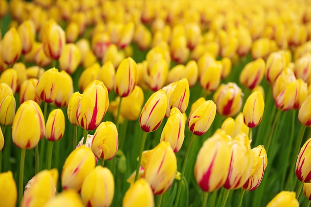 Yellow and red flowers