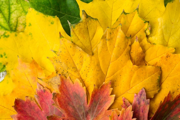 Foto foglie di acero rosse e verdi gialle con il fondo del primo piano di pendenza
