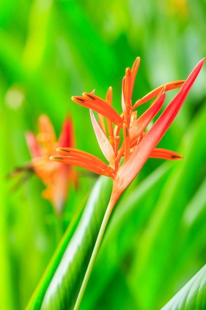 노란색과 빨간색 Heliconia 꽃