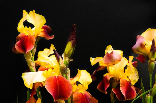 Yellow and red irises on a black background