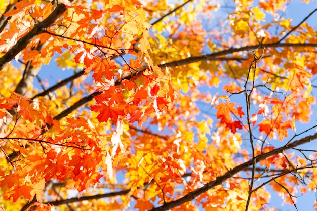 Yellow and red leaves, branches of a tree with colorful maple foliage, golden autumn, indian summer