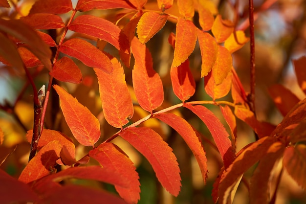 Yellow red leaves of mountain ash in the sunset. 