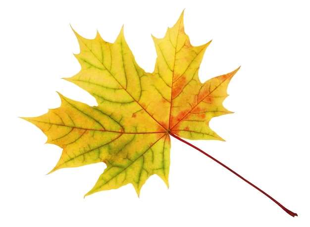 The yellow-red maple leaf