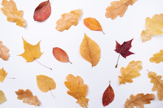 Photo yellow red maple leaves leaves on white