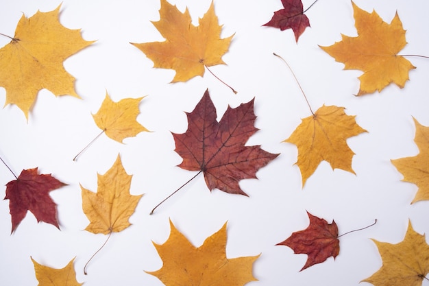 Yellow red maple leaves leaves on white 