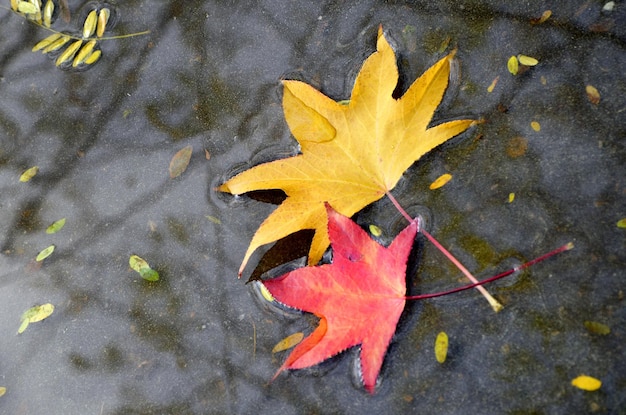 yellow and red maple leaves in a puddle