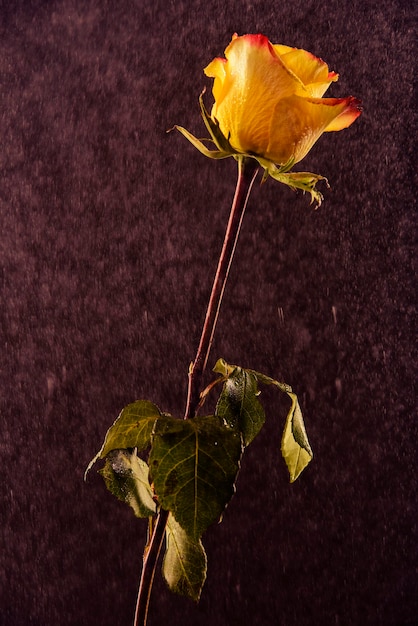 Photo yellow and red ombre rose on a black background being covered in water drops