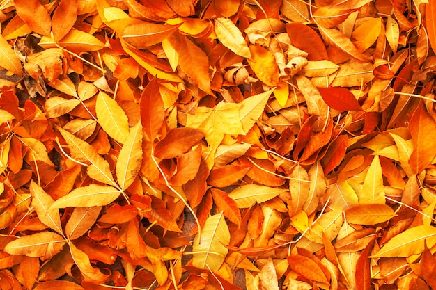 Photo yellow, red and orange autumn leaves background. colorful autumn fallen leaves texture. outdoor.