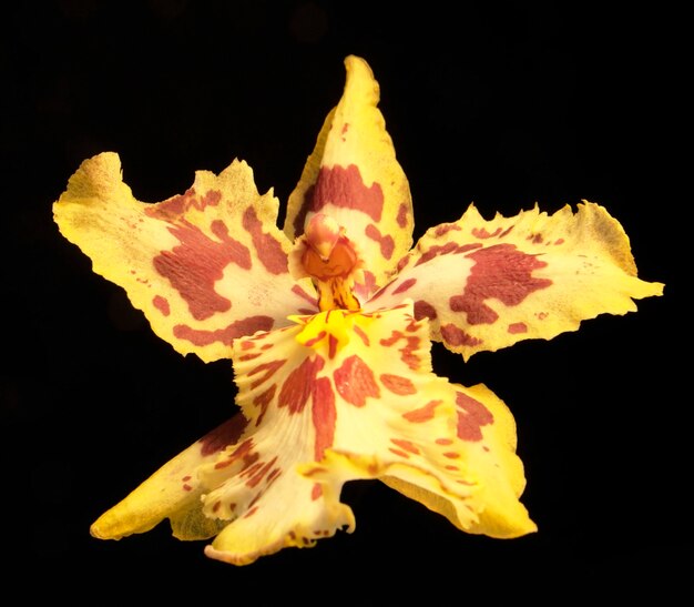 Photo yellow and red orchid flower