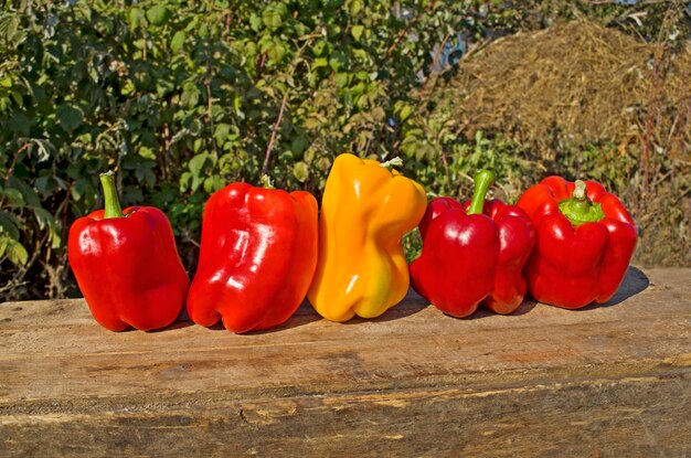 Yellow and red pepper Healthy organic vegetables Group of colorful peppers on the wooden background