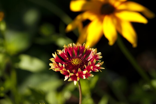 Photo yellow and red petals