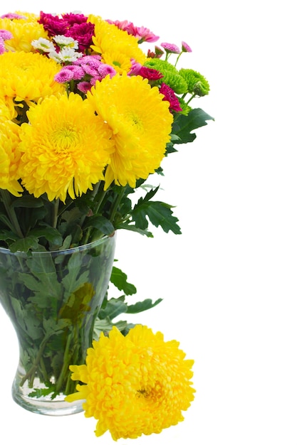 Желтые, красные и розовые свежие цветы мамы в стеклянной вазе крупным планом на белом фоне
