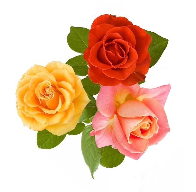 yellow, red and pink roses bunch isolated on white background