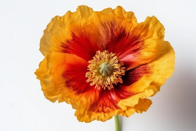 A yellow and red poppy with a red center.