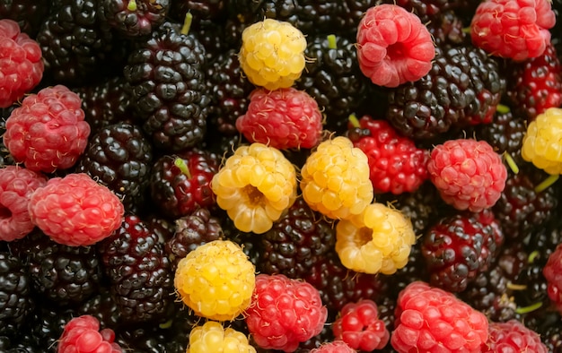 Yellow and red raspberries mulberries together Lots of summer berries Raspberries mulberries are poured together Lots of summer berries