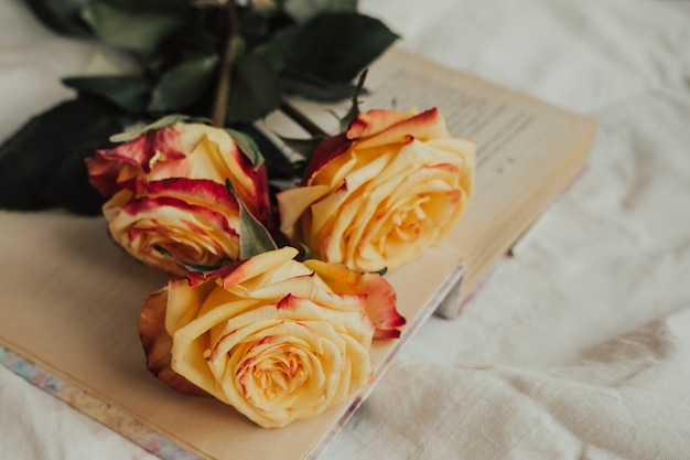 yellow-red roses on the book