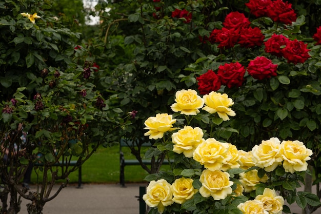 Yellow and red roses in the park