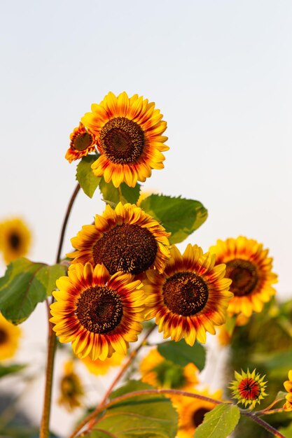 Photo yellow and red sunflower