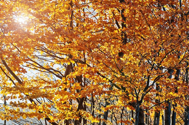 Yellow red trees leaves on autumn forest. Colourful wood