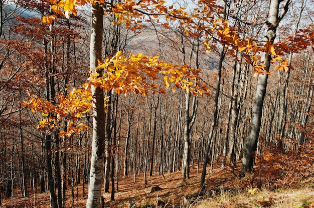 Yellow red trees leaves on autumn forest. Colourful wood