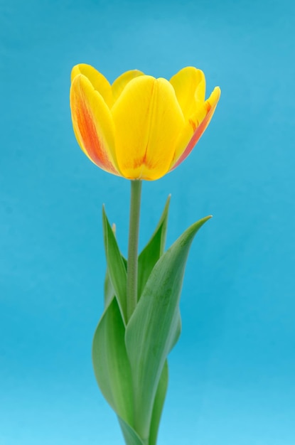 A yellow and red tulip against a blue background